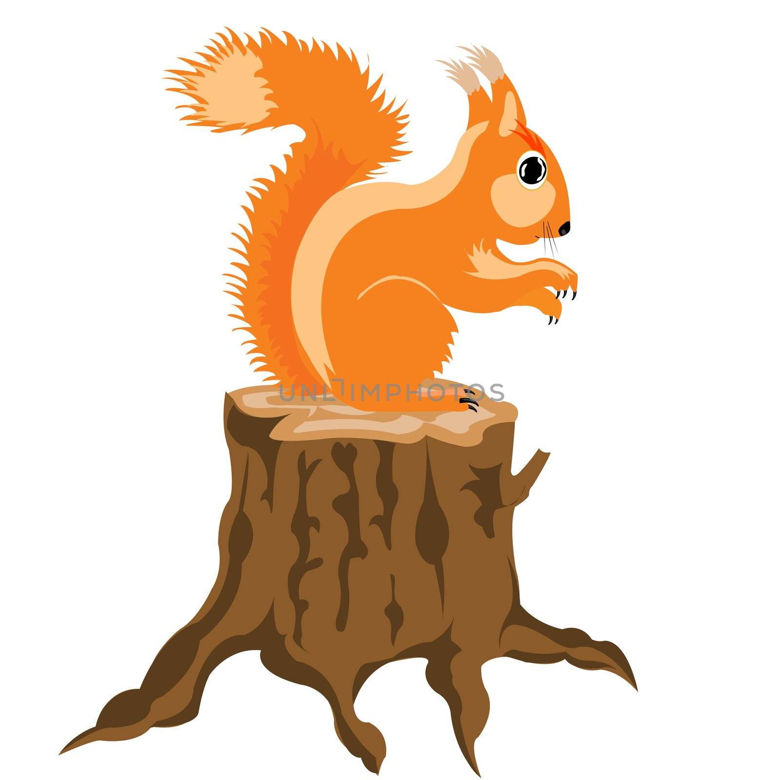 Illustration of the squirrel on white background is insulated