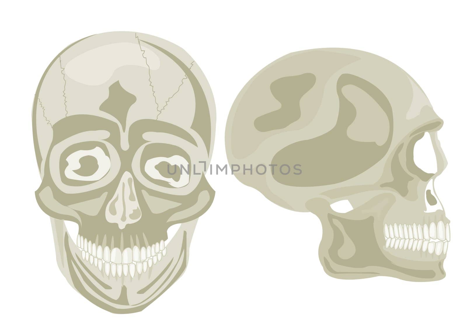 Two human skulls in front and profile