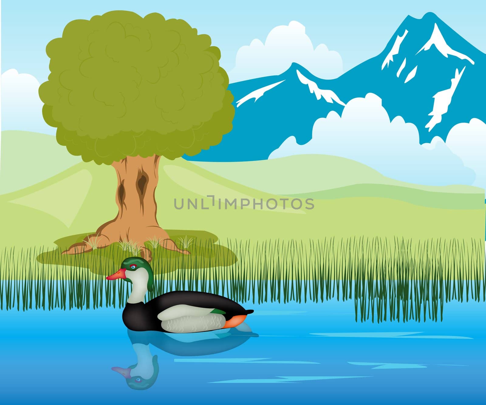 Duck sails in pond by cobol1964