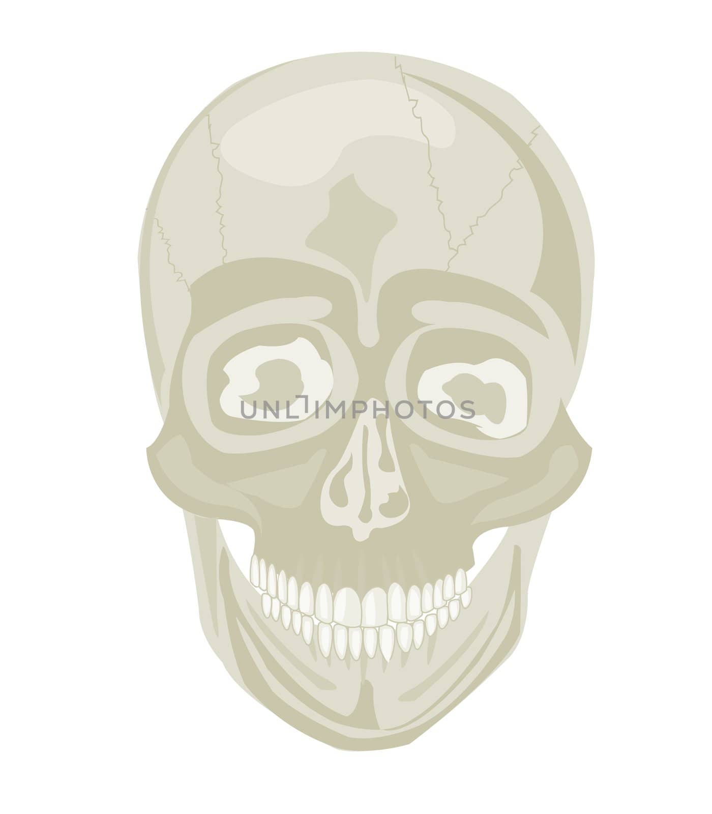 Skull of the person on white background insulated