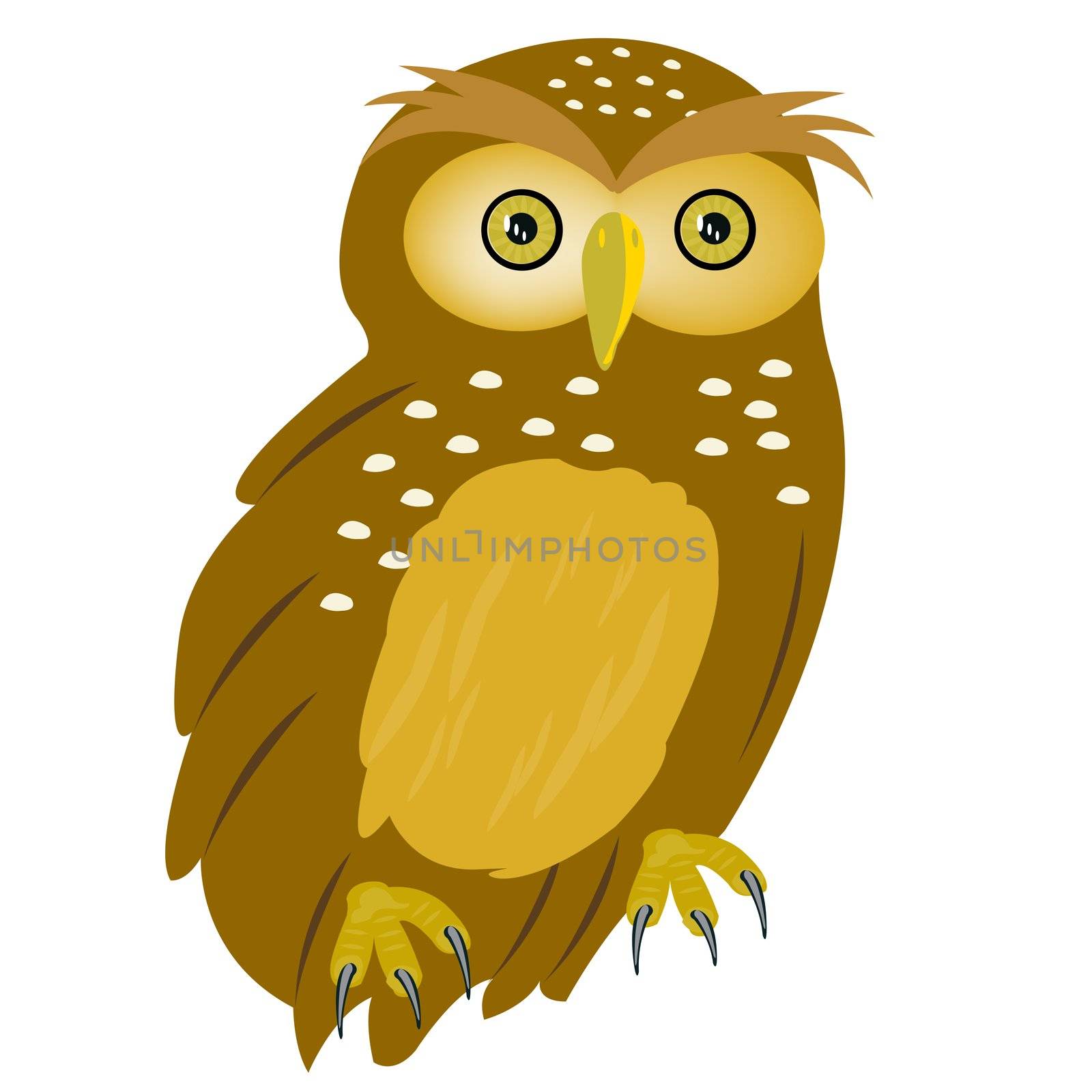 Drawing of the owl on white background by cobol1964