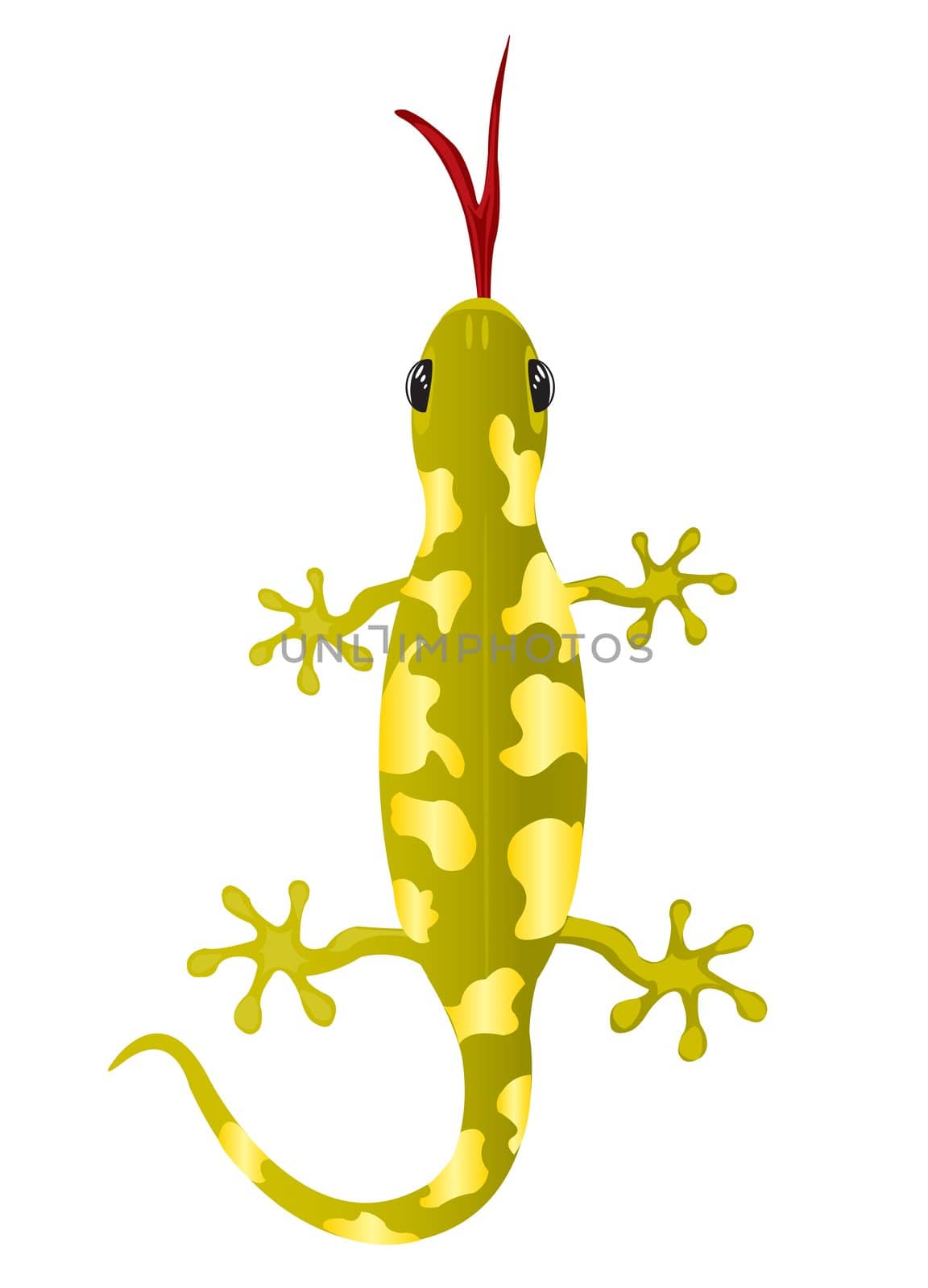 Beautiful lizard on white background is insulated