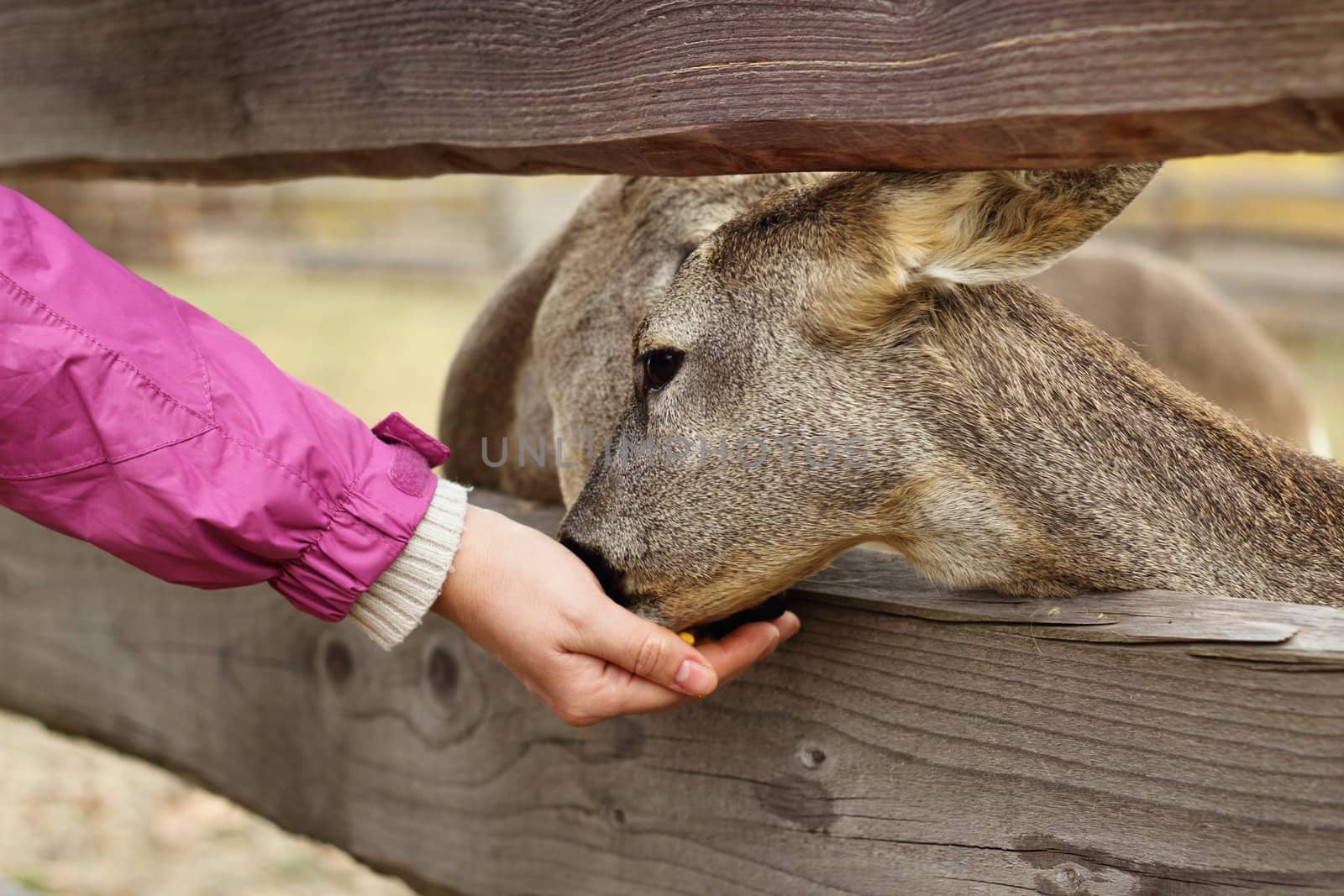 feeding from hand the roe deers at a farm 
