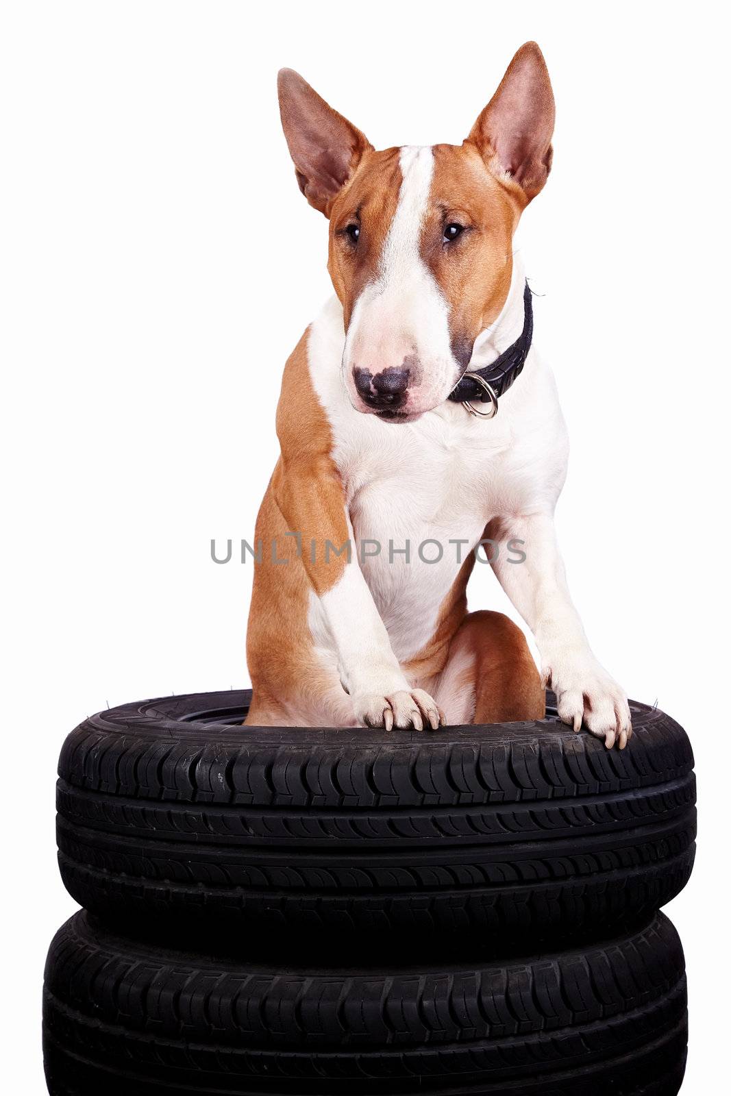 Bull terrier and wheels on a white background