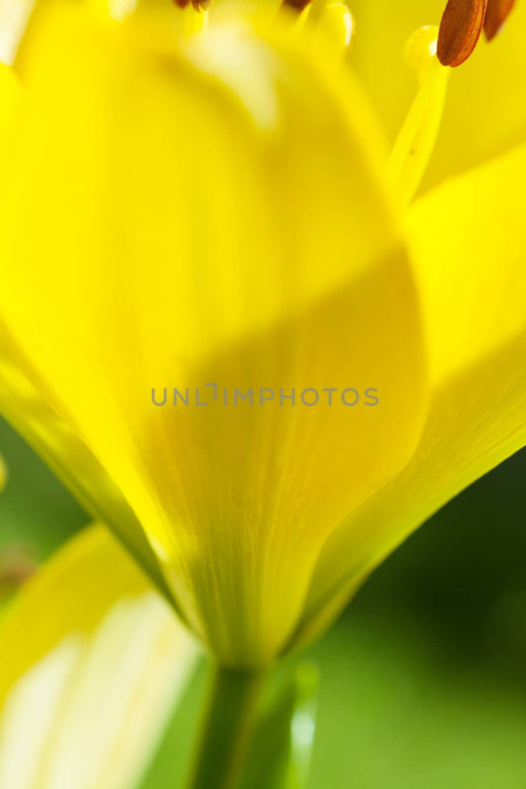 Macro view of yellow lilies in a garden