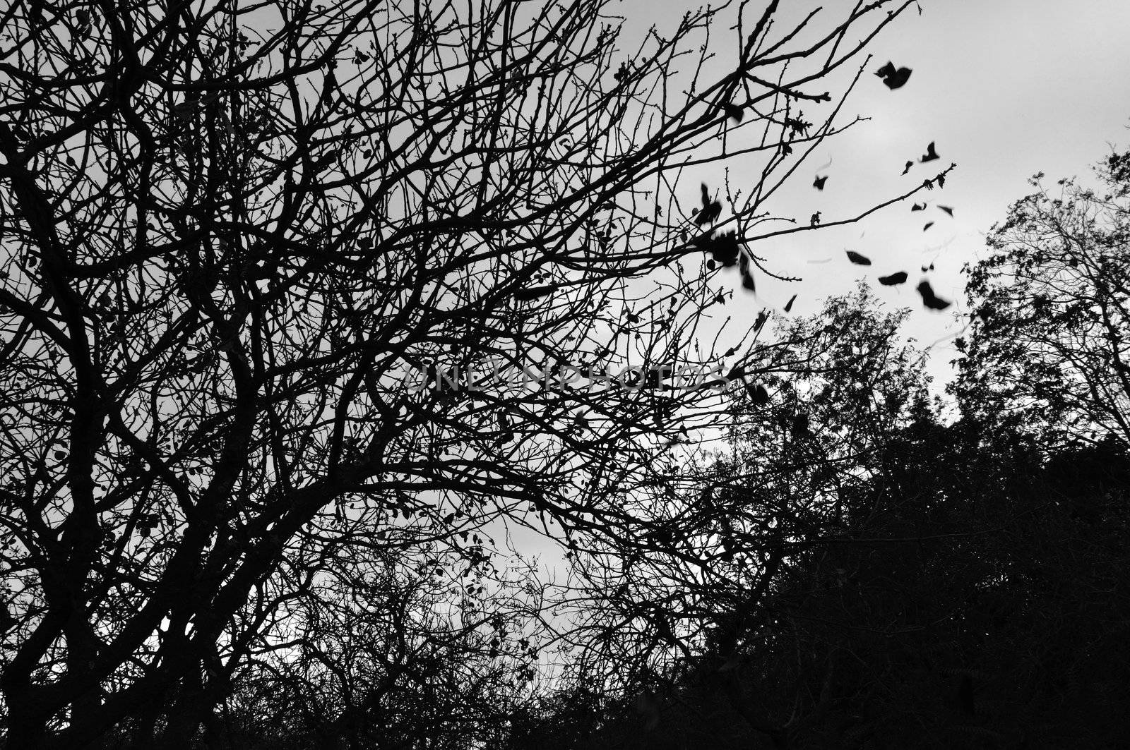 Forest trees silhouette and falling leaves autumn landscape. Black and white.