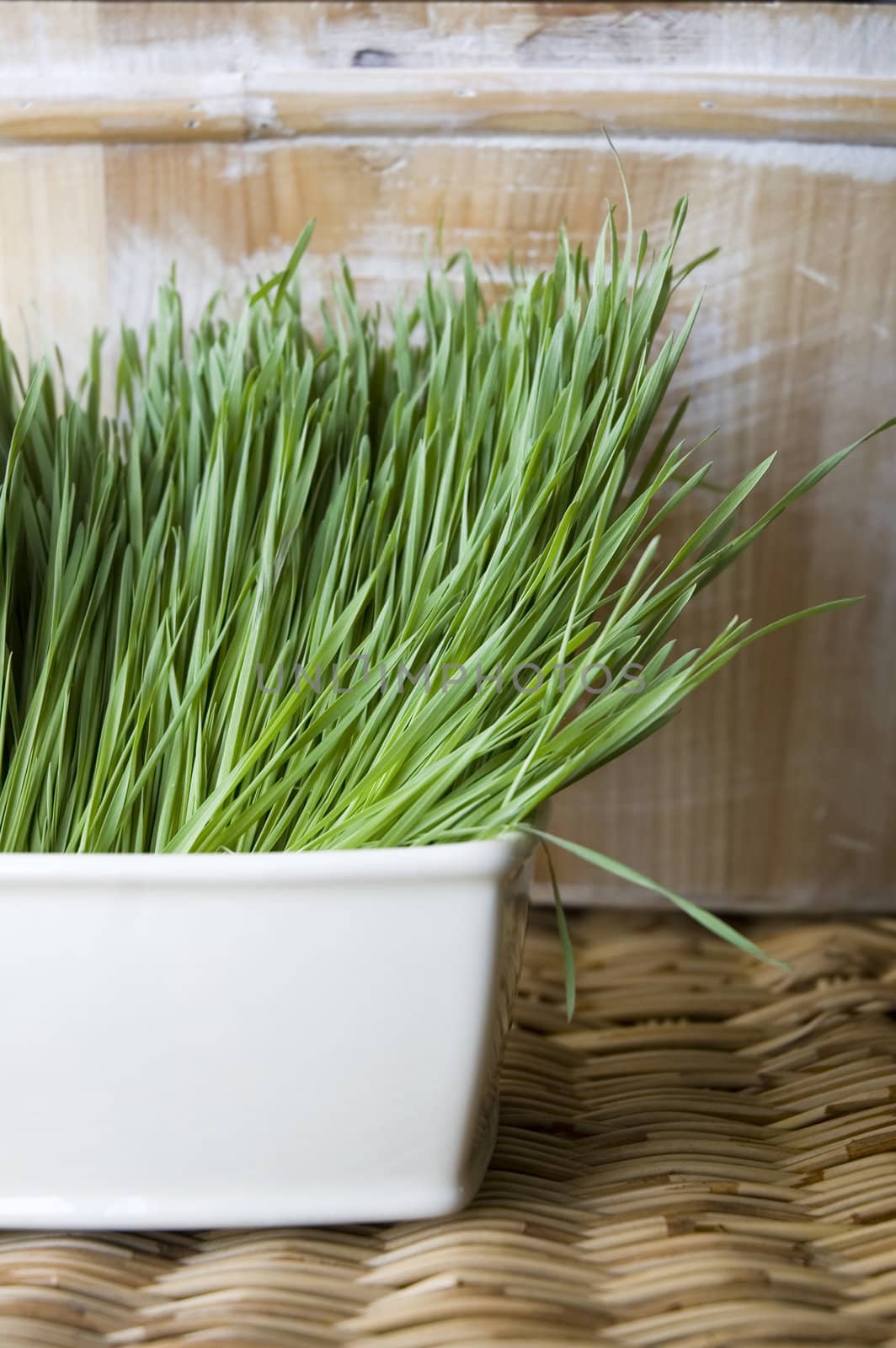wheatgrass in white pot on natural shade background