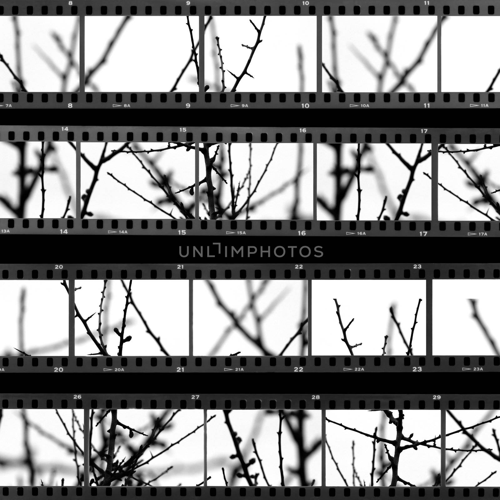 Contact sheet with photos of tree branches and twigs. Abstract background.