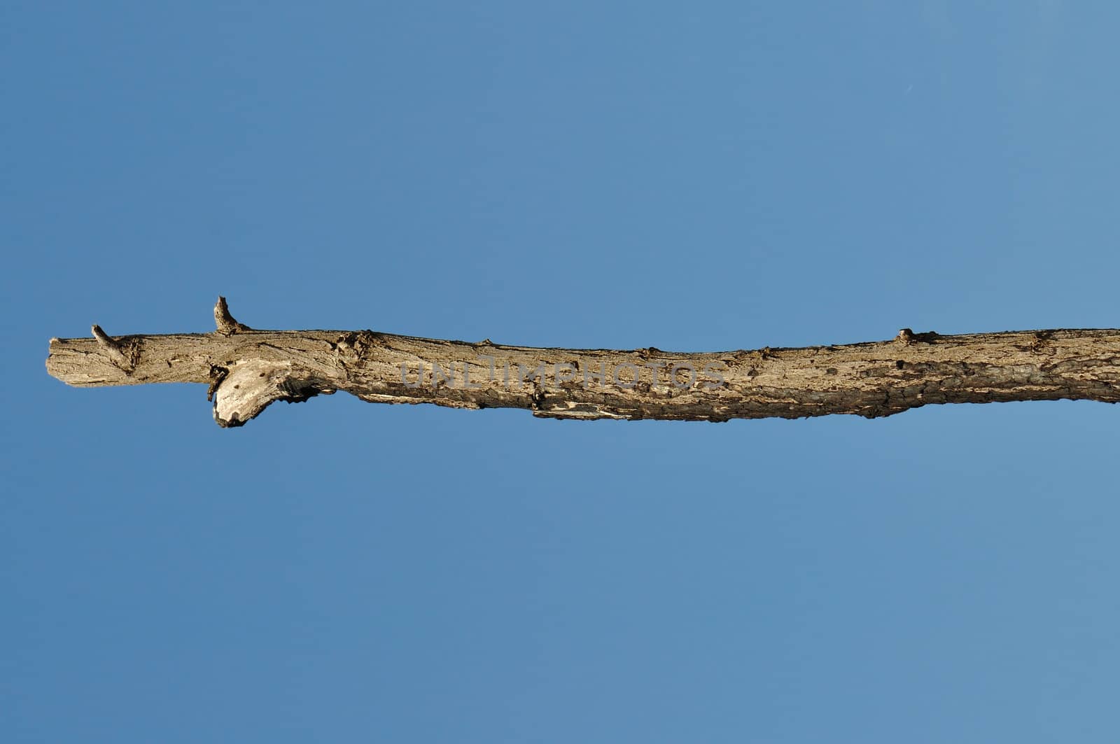 Wooden stick against blue sky background. Leafless tree branch detail.