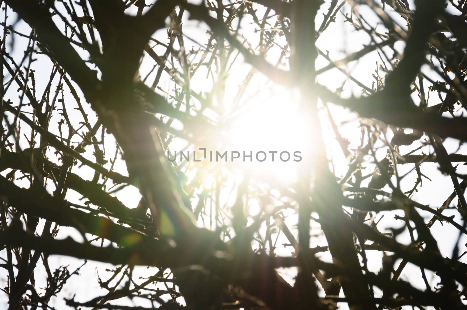 Sunlight reflected through tree branches silhouette. Sunny day abstract lens flare.