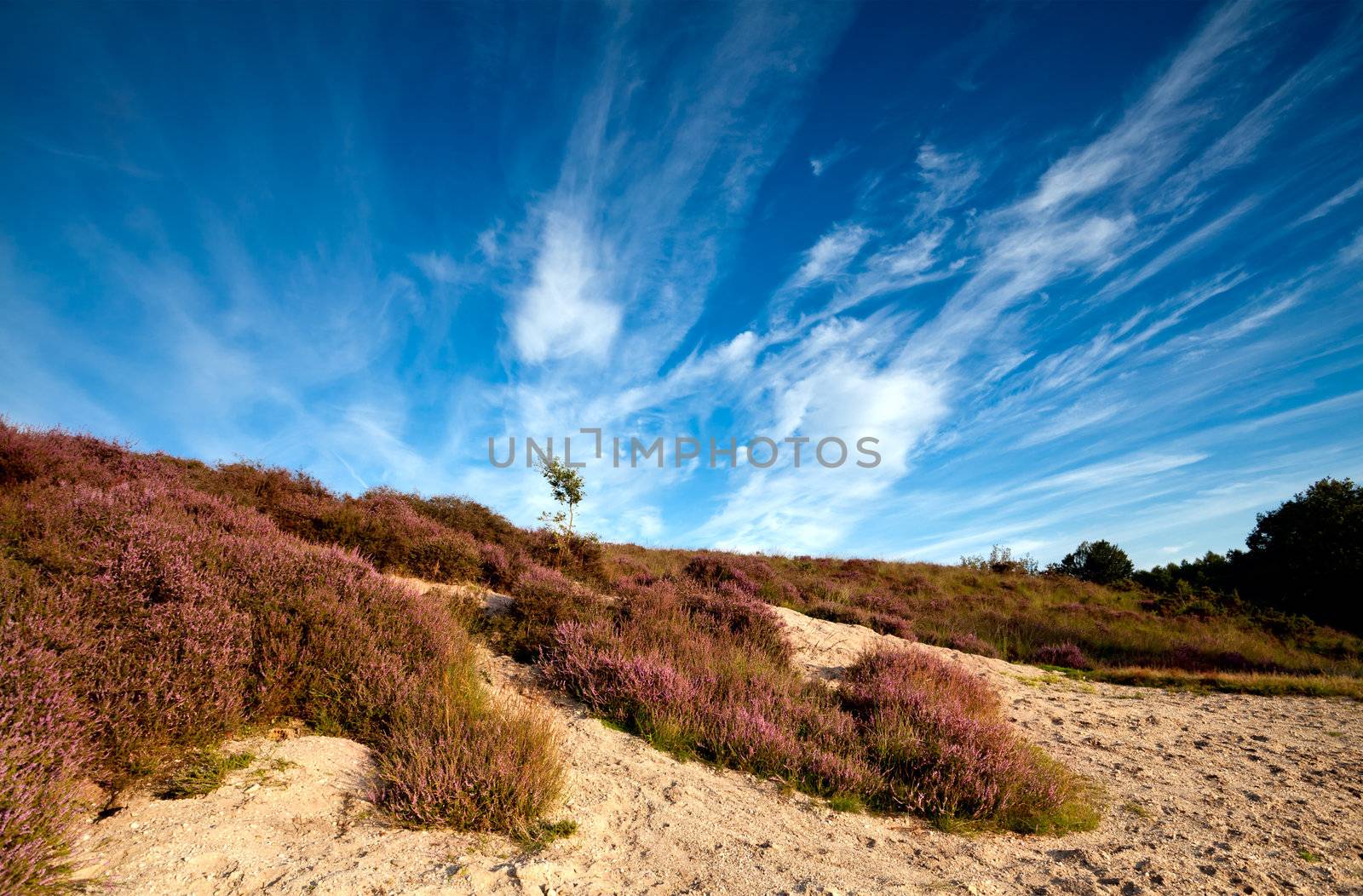 sandy dunes and pink heather by catolla