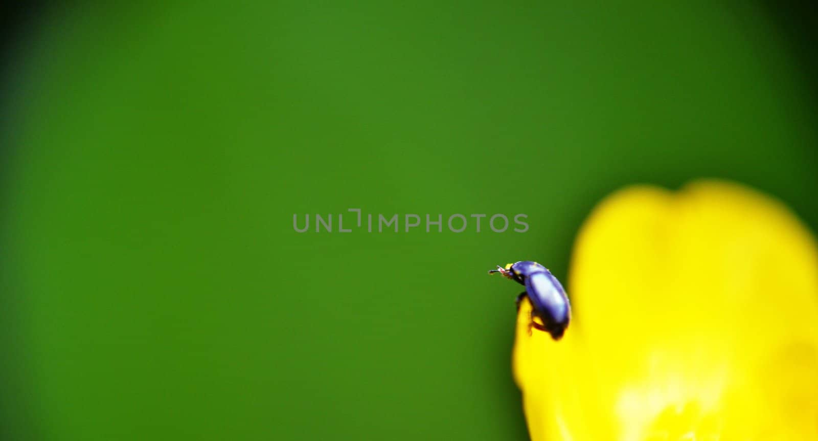 A macro shot of a beetle with a tight crop climbing a butter cup.