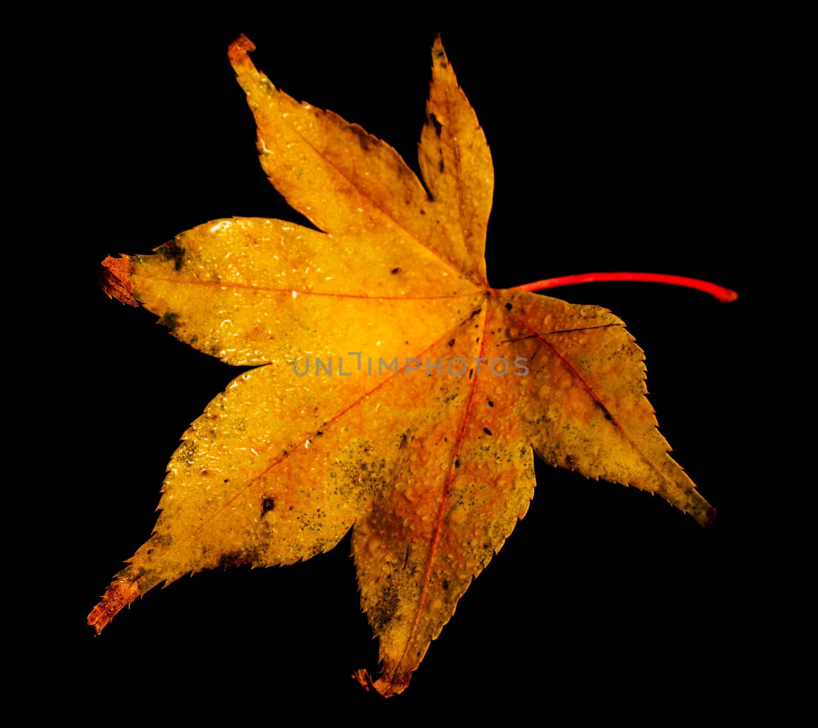 Autumn leaf taken in a home studio setting.