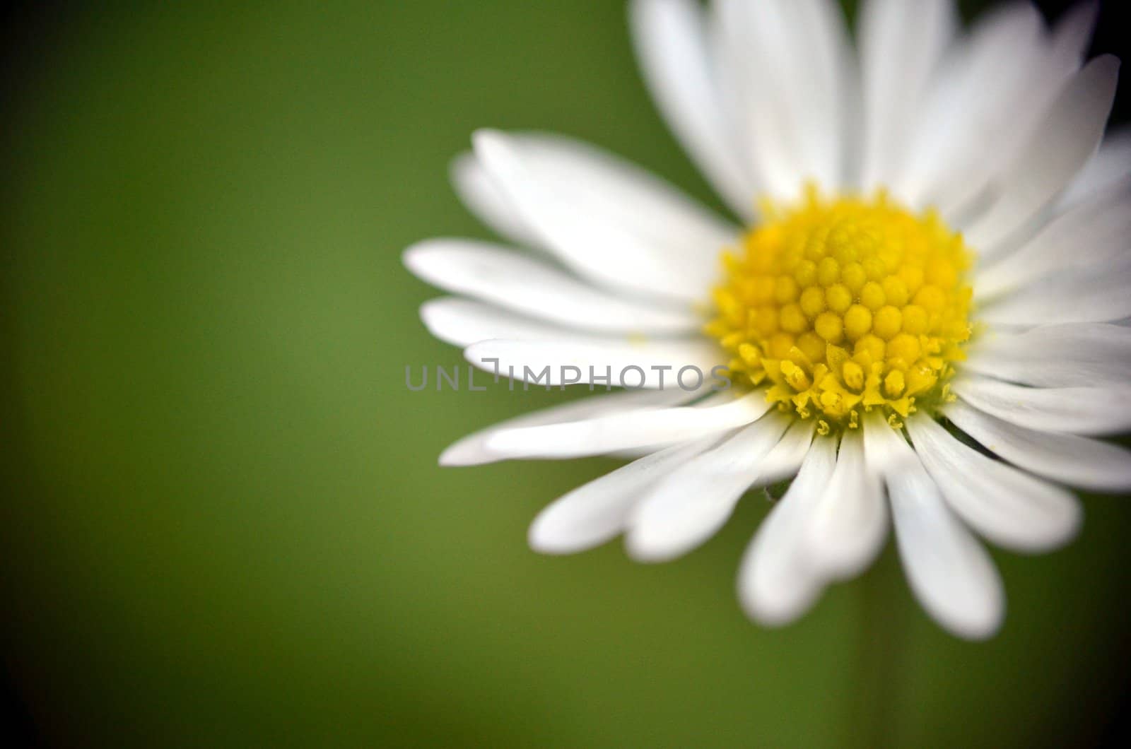 A close up of a common daisy taken in rural England.