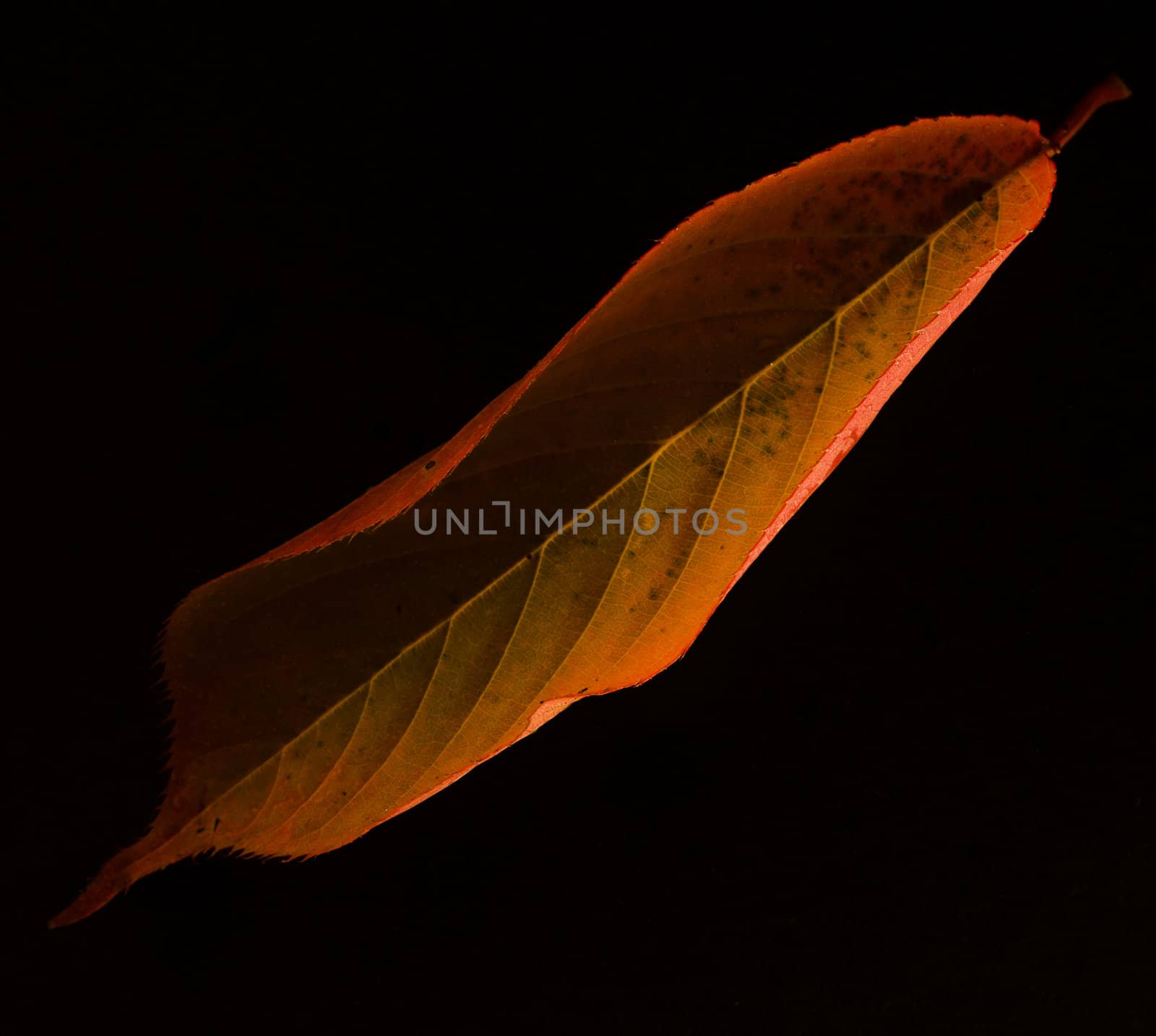 Studio lit fallen leaf.