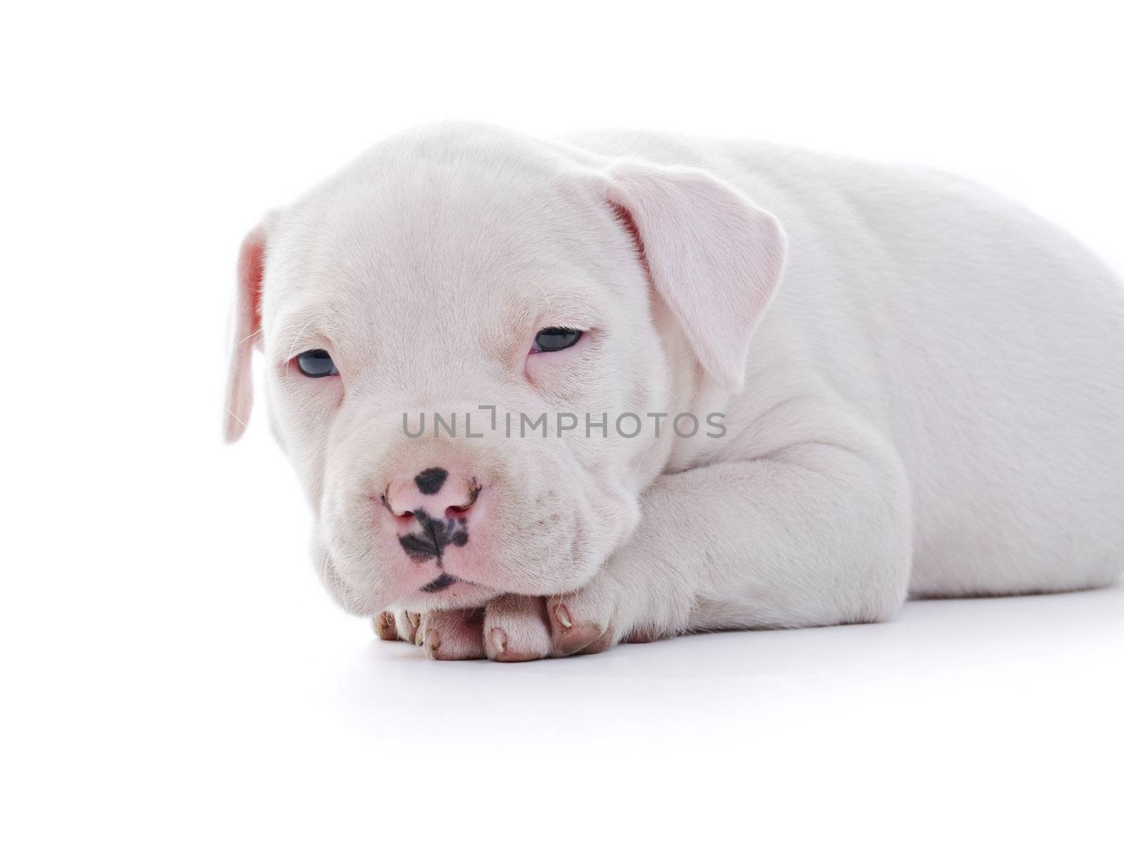 American Staffordshire Terrier by milinz