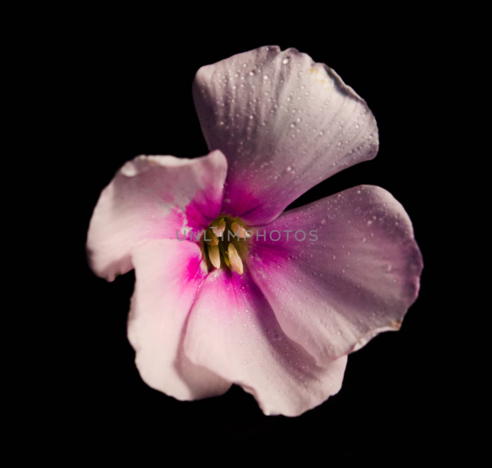 Abstract honey suckle flower shot with studio light.