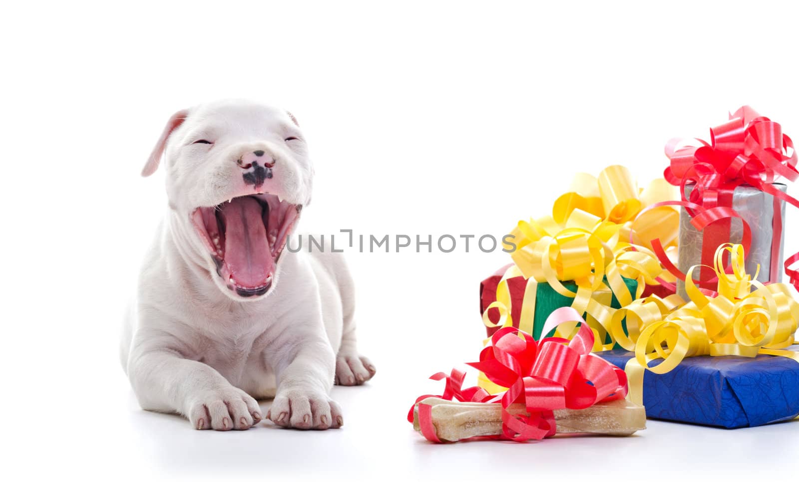 American Staffordshire Terrier Dog Puppy laying near a pile of gift boxes, jawning