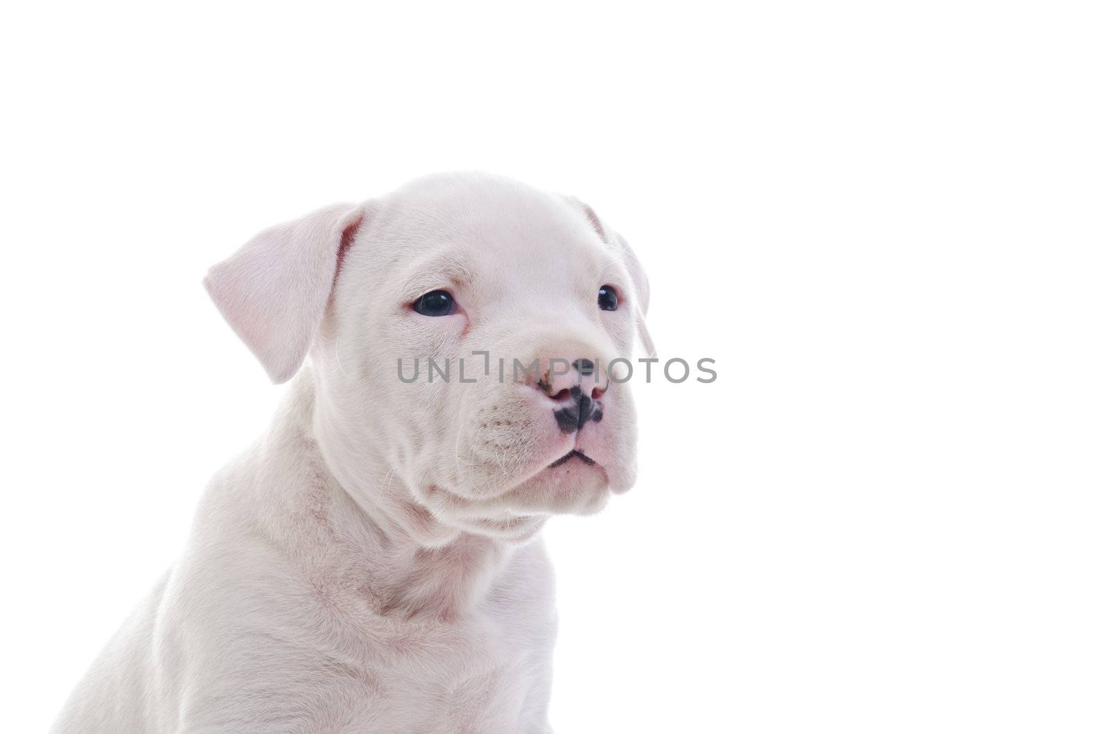 American Staffordshire Terrier Dog Puppy watching