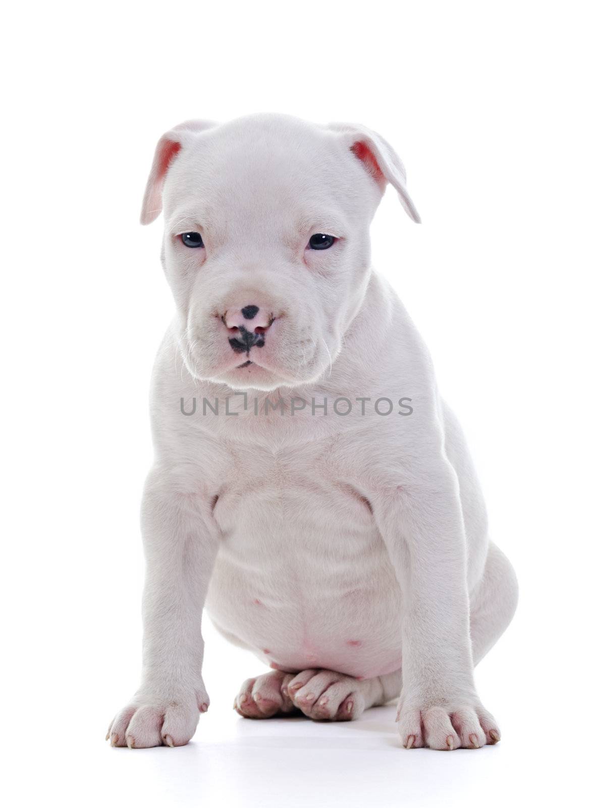 American Staffordshire Terrier by milinz