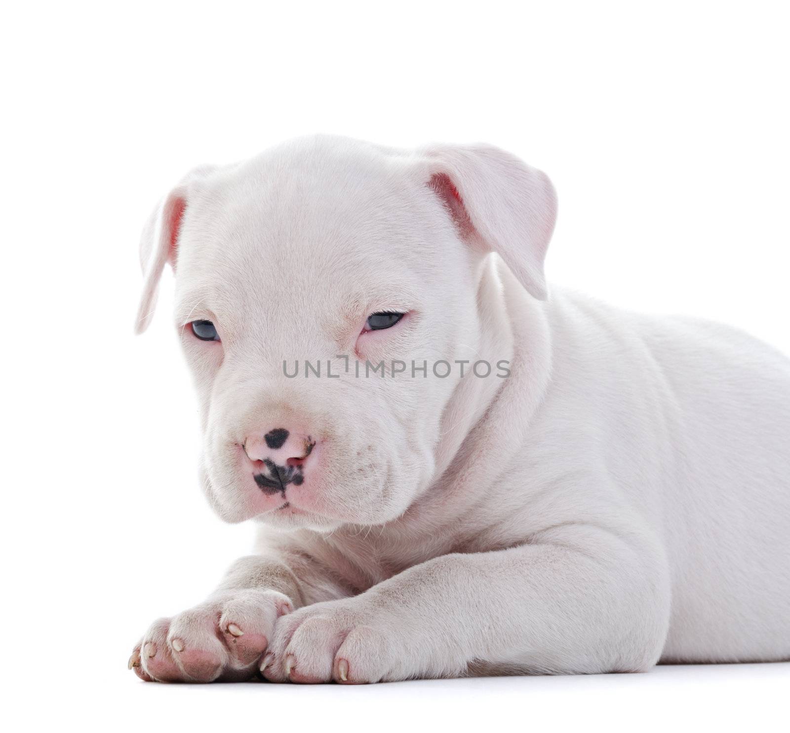 American Staffordshire Terrier by milinz