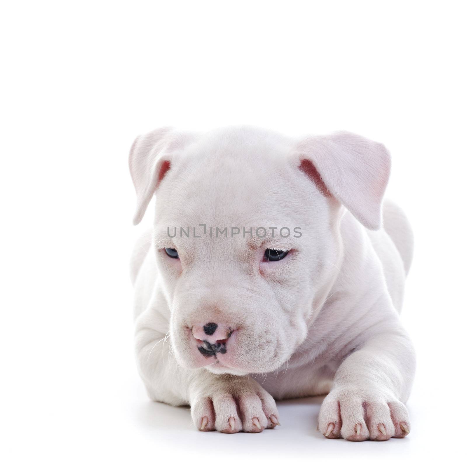 American Staffordshire Terrier Dog Puppy laying