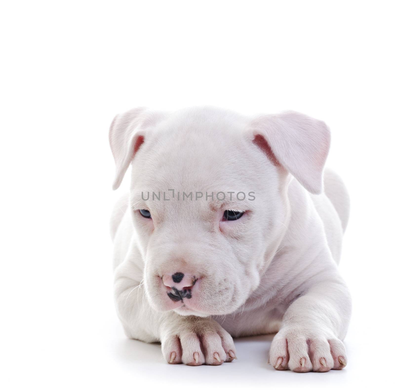 American Staffordshire Terrier by milinz