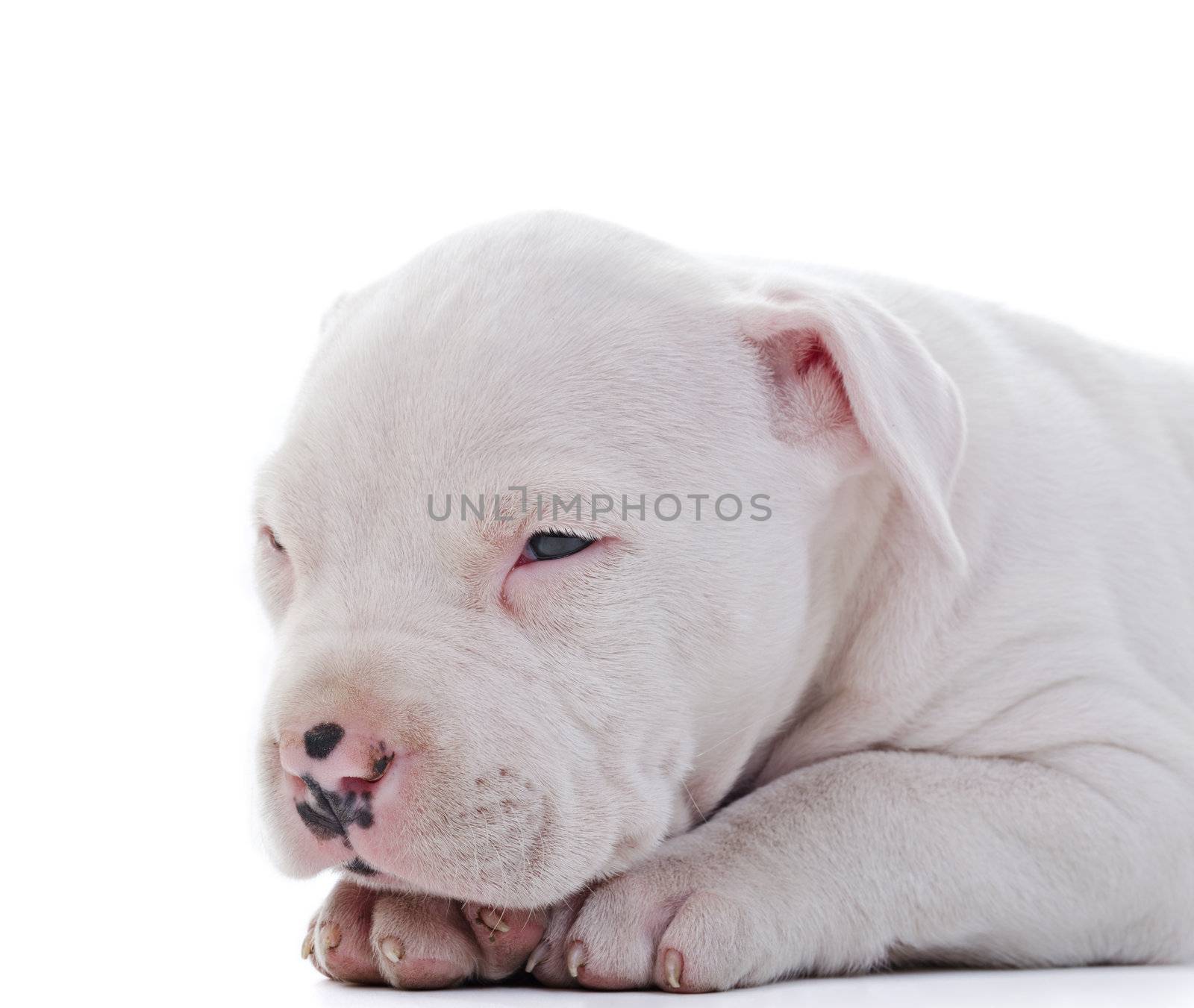 American Staffordshire Terrier Dog Puppy laying, closeup shot