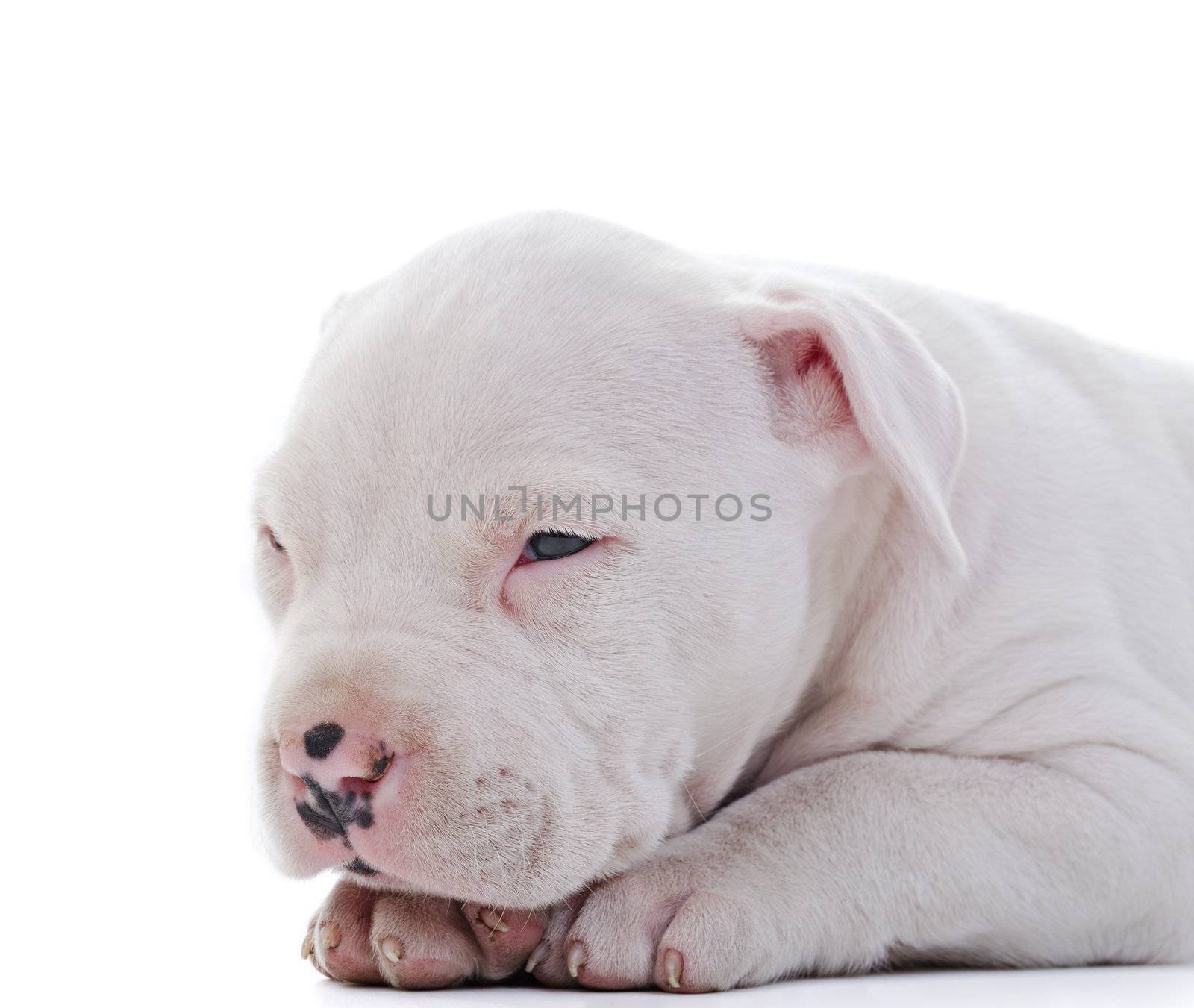 American Staffordshire Terrier by milinz