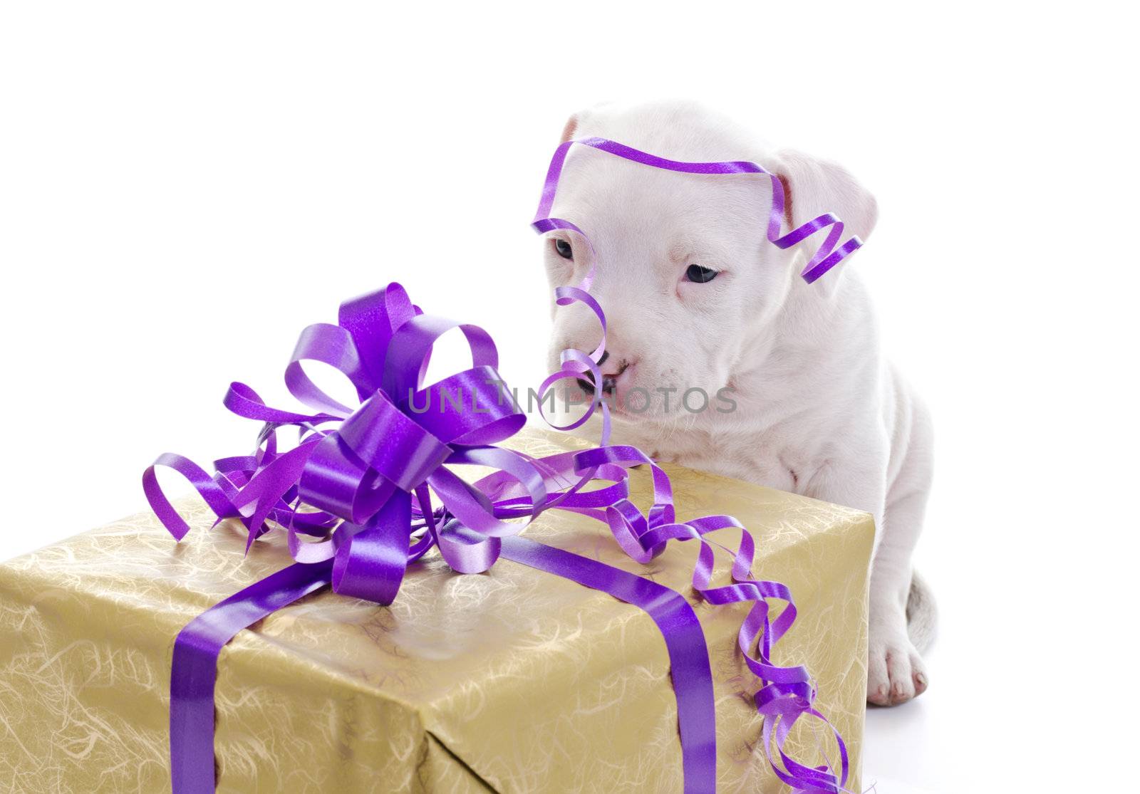 American Staffordshire Terrier Dog Puppy sitting in front of big gift box