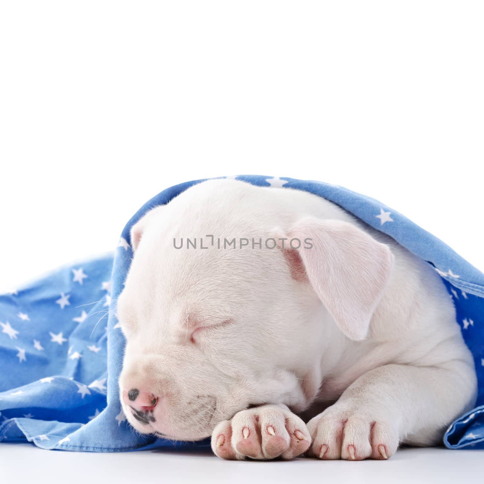 American Staffordshire Terrier Dog Puppy covered with blue starry blanket, sleeping, head closeup