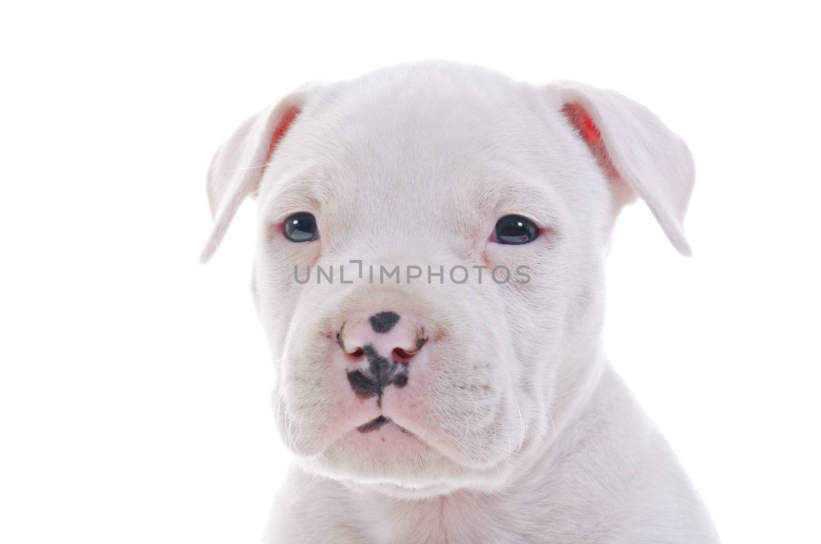 American Staffordshire Terrier Dog Puppy head closeup, horizontal shot