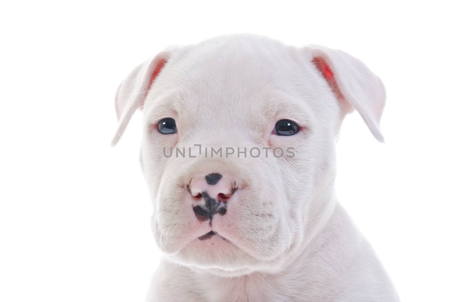 American Staffordshire Terrier by milinz