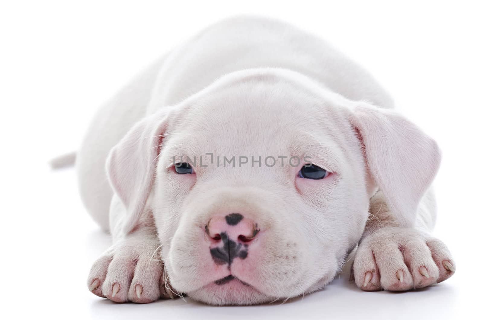 American Staffordshire Terrier Dog Puppy laying, closeup, selective focus on eyes