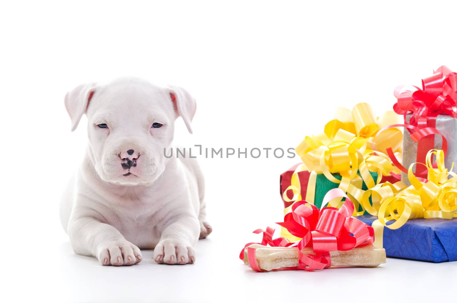 American Staffordshire Terrier Dog Puppy laying near pile of gift boxes