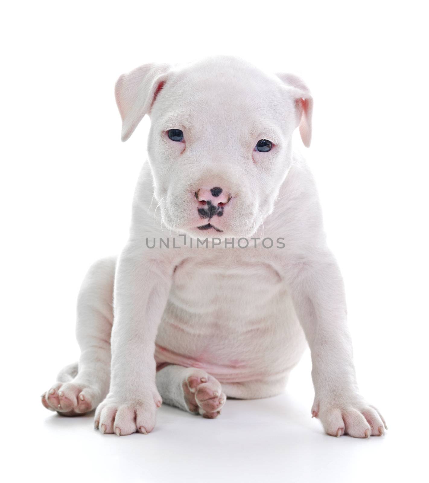 American Staffordshire Terrier by milinz