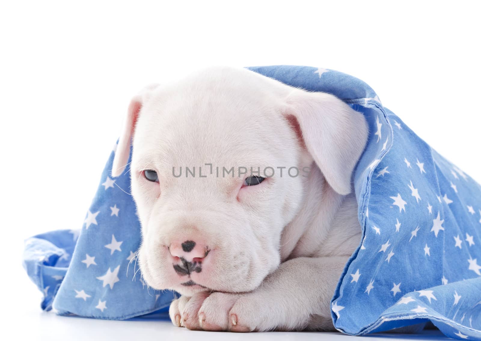 American Staffordshire Terrier Dog Puppy covered with blue starry blanket, laying, head closeup