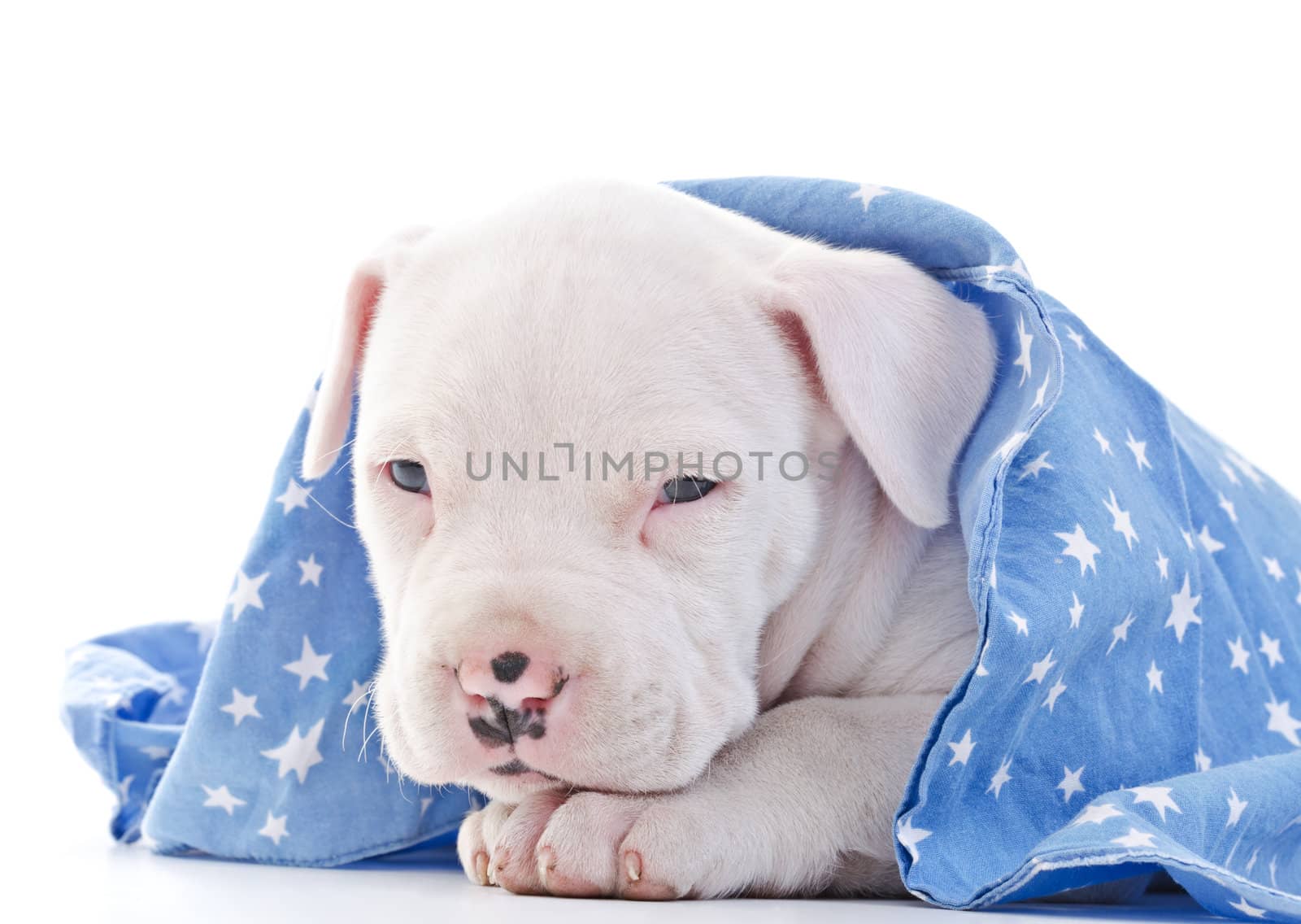 American Staffordshire Terrier by milinz