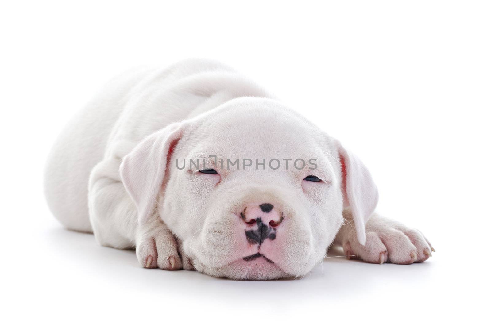 American Staffordshire Terrier by milinz