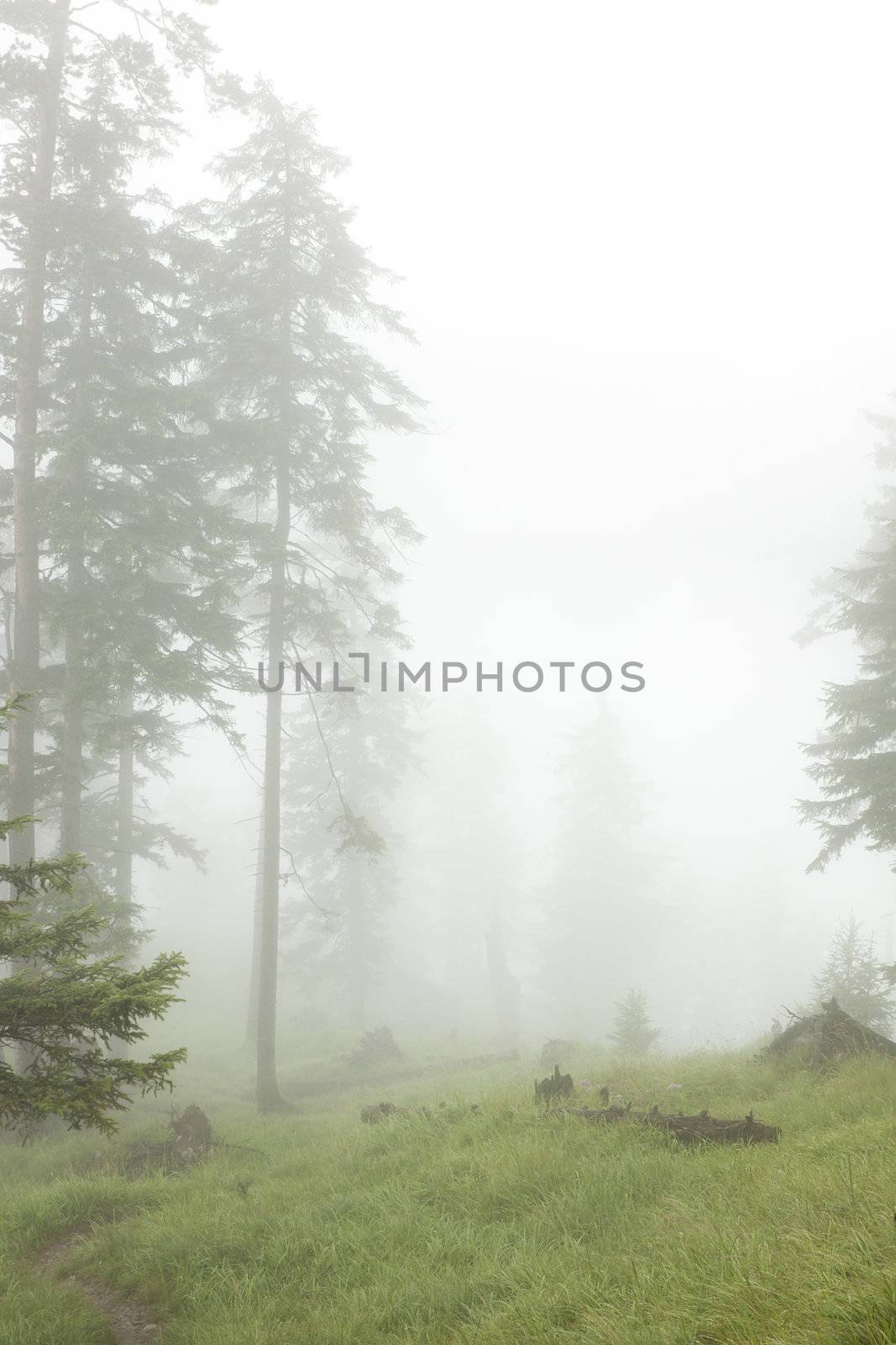 coniferous wild forest in fog