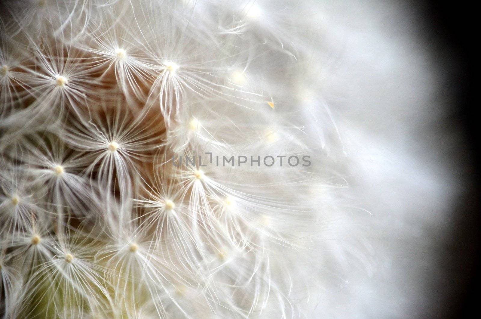 Close up shot of Dandelion plant