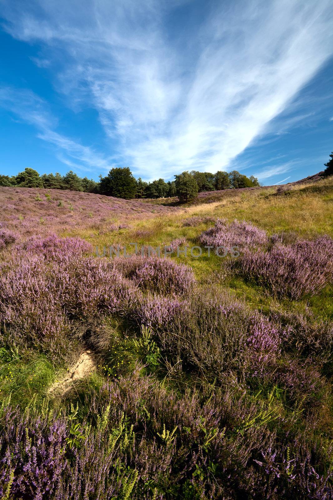 pink flowering heather in Helderland, Netherlands