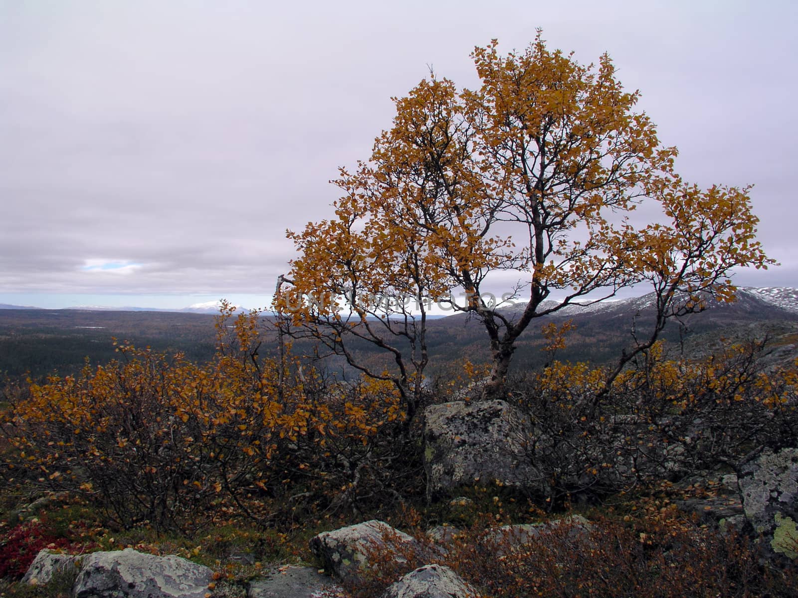 Autumn tree in the mountain