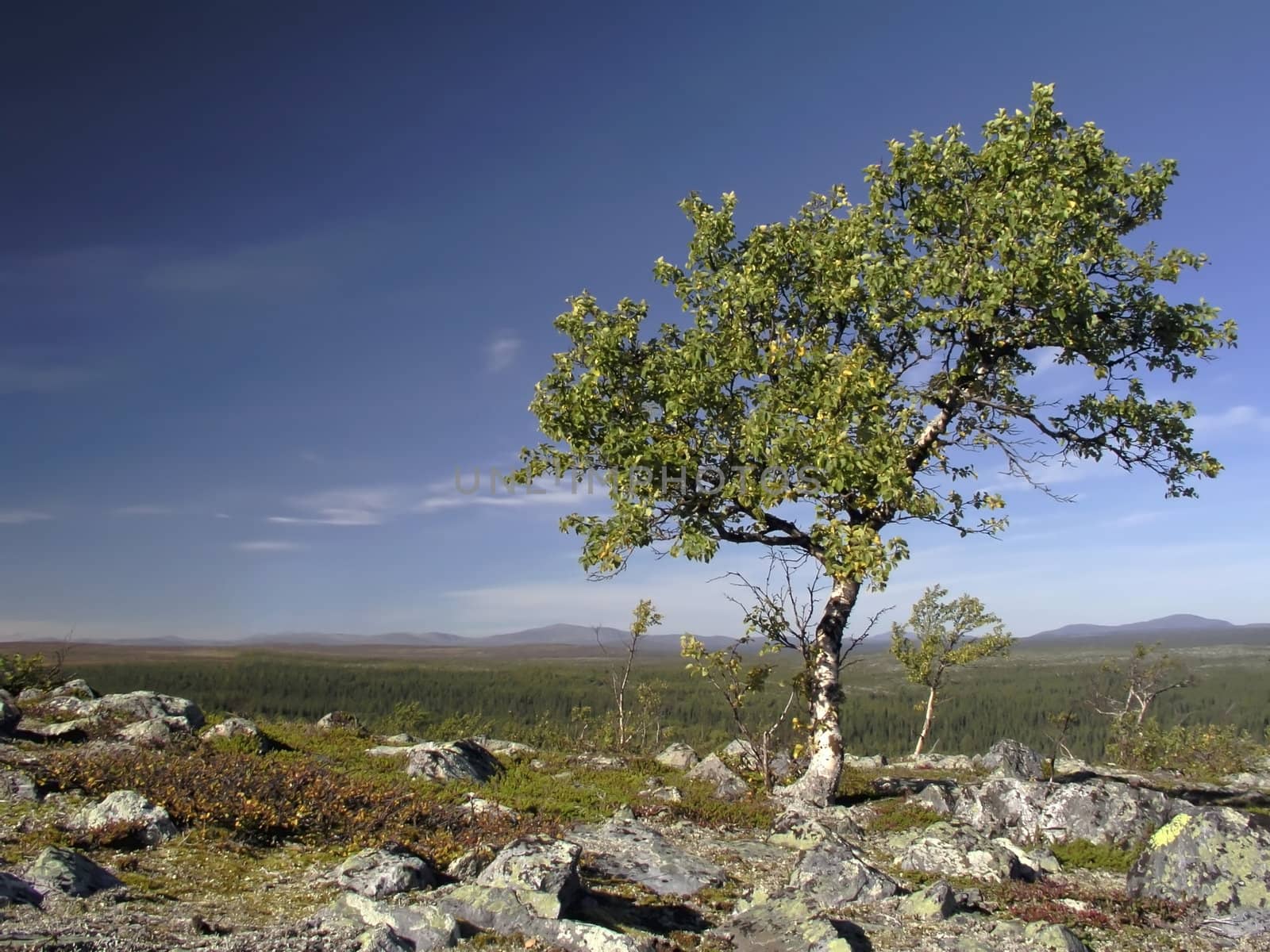 Lonely tree in the mountain