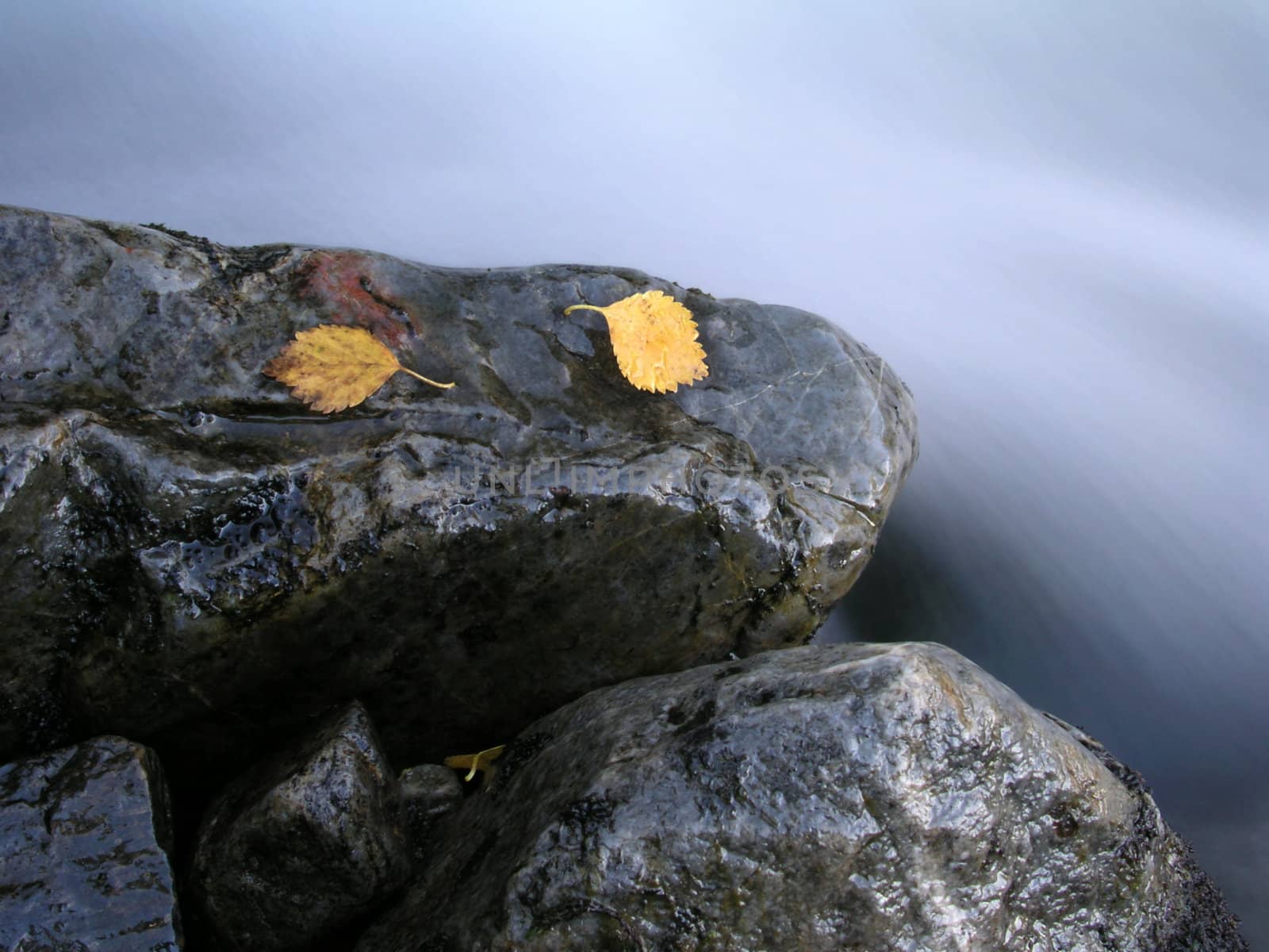 Colorful leaves  closeuo on a stone