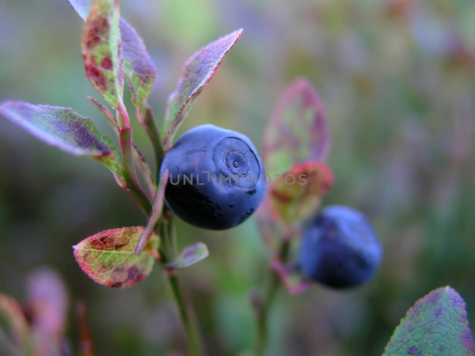 Wild blueberry closeup in the mountain
