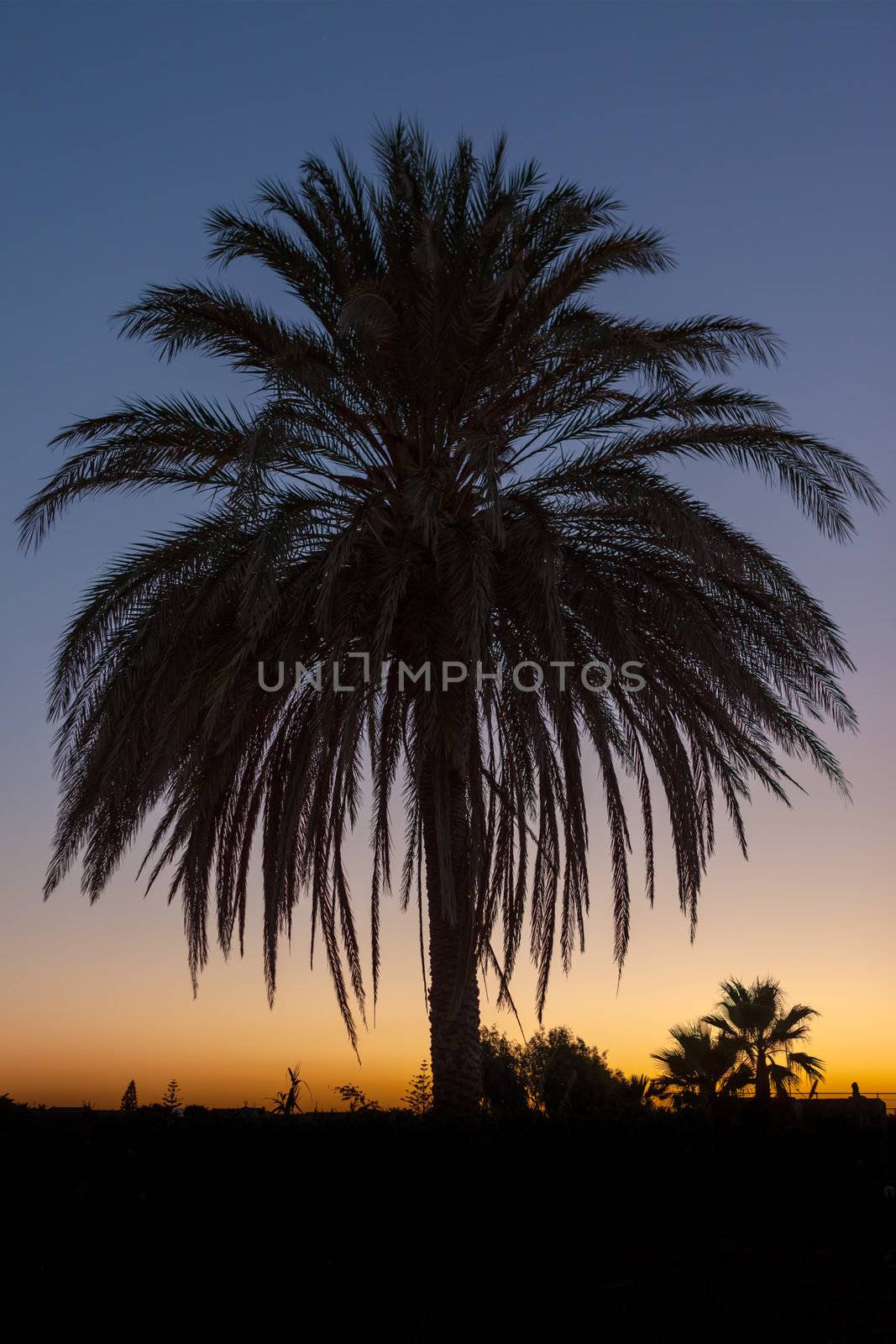 Palm tree after sunset taken in backlit