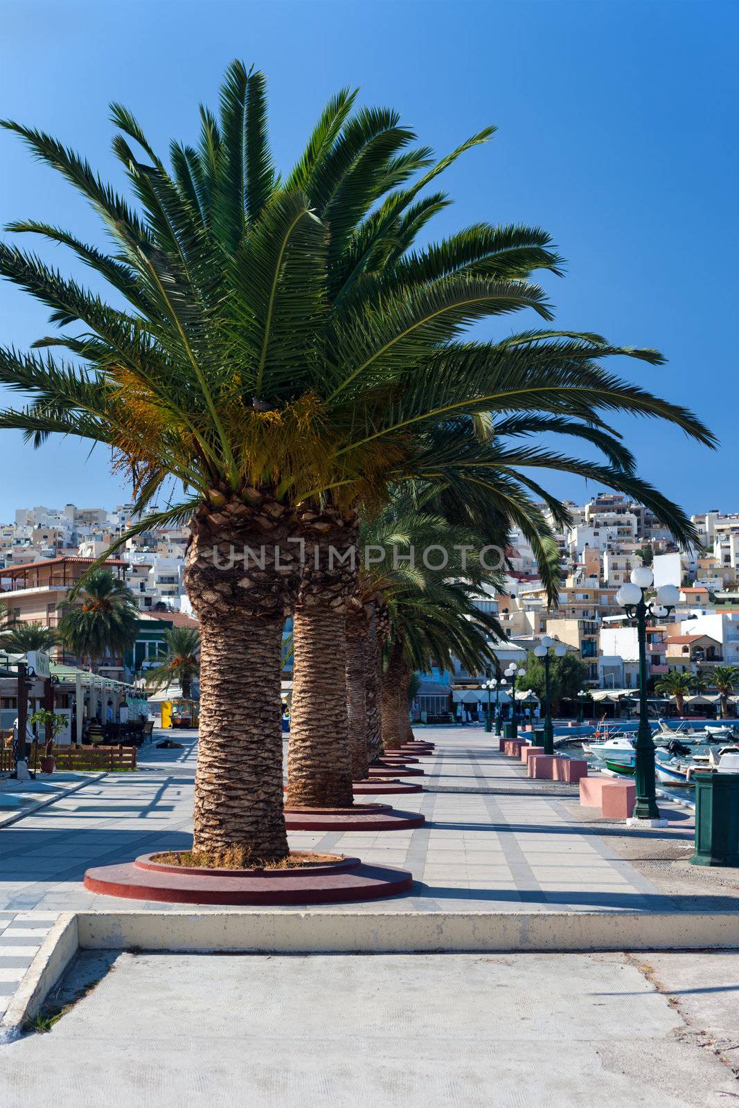 Promenade with palm trees in the town of Sitia on the island of Crete