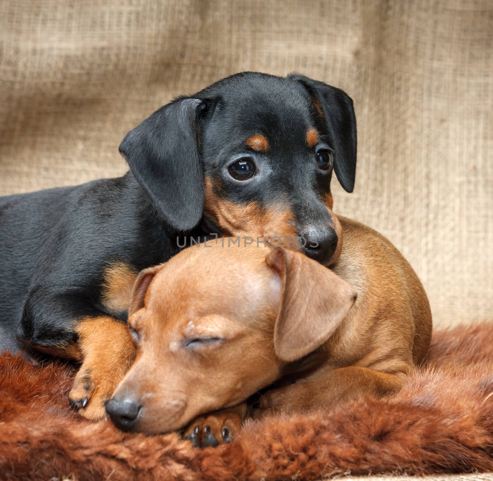 Miniature Pinscher puppies by pozitivstudija