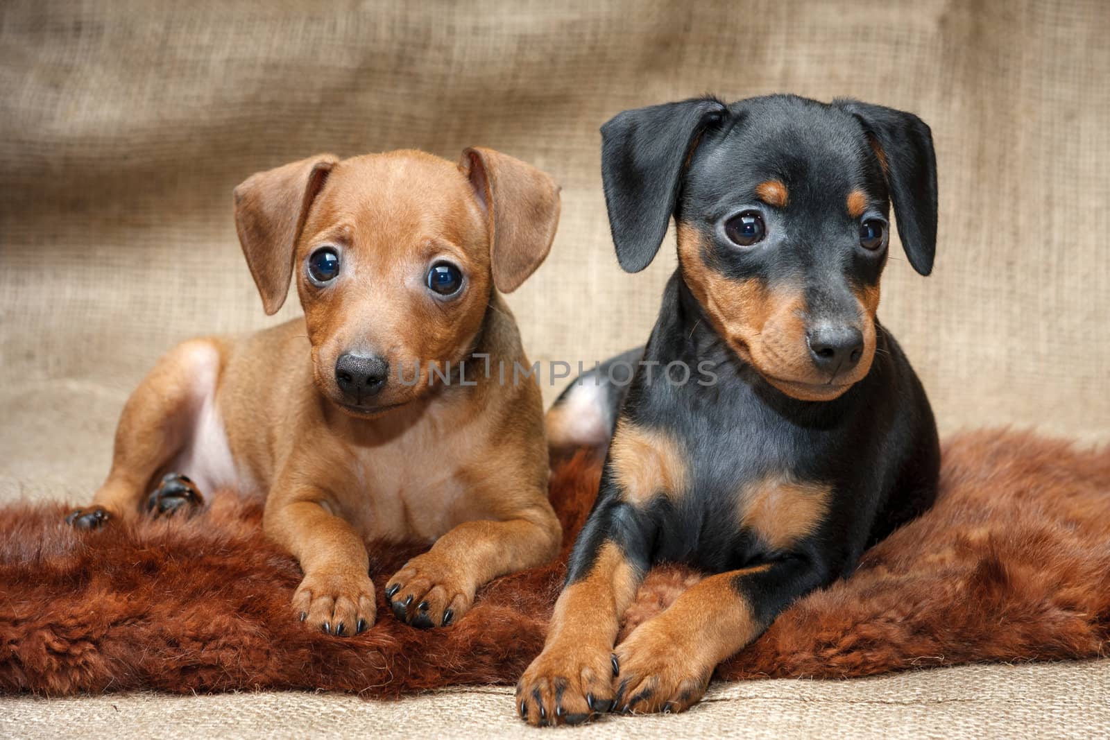 Miniature Pinscher puppies by pozitivstudija